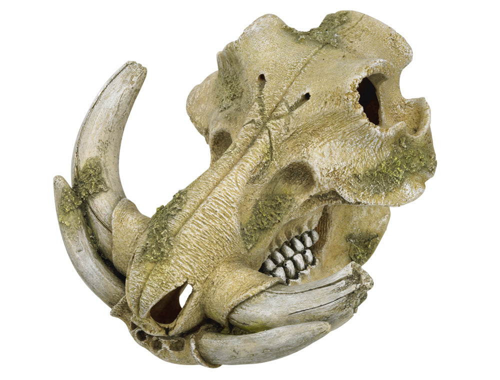 Aqua Ornaments "Warzenschwein Schädel"