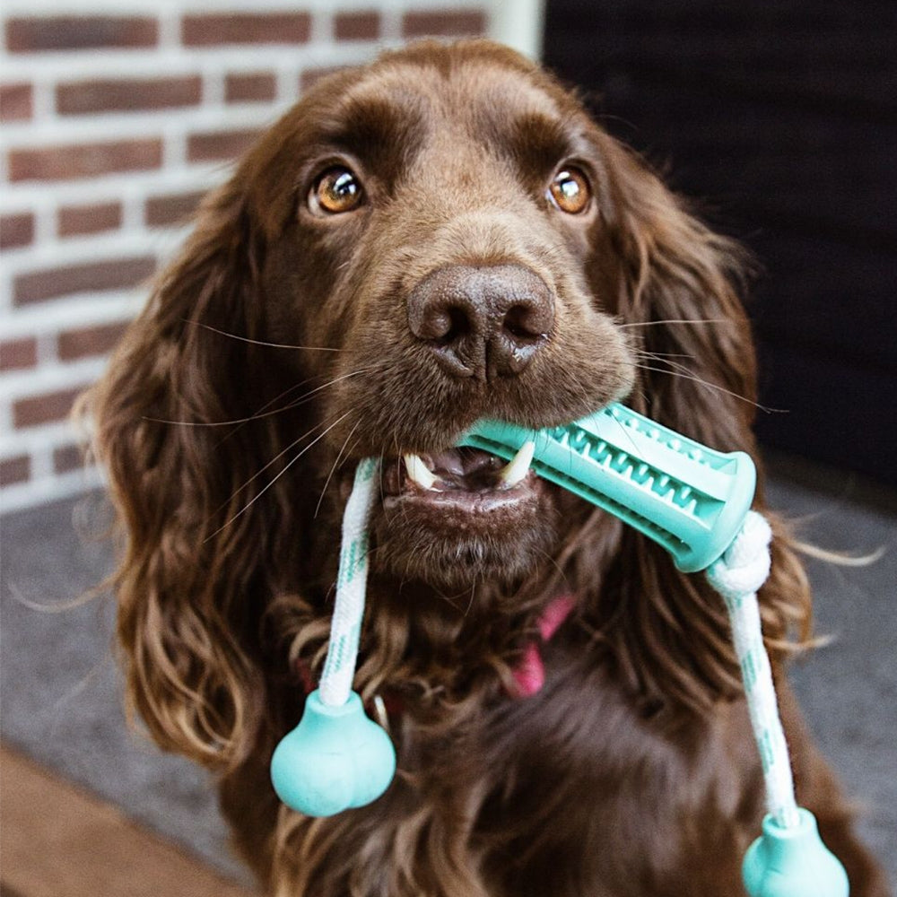 Vollgummi Stick mit Seil "DENTAL LINE"