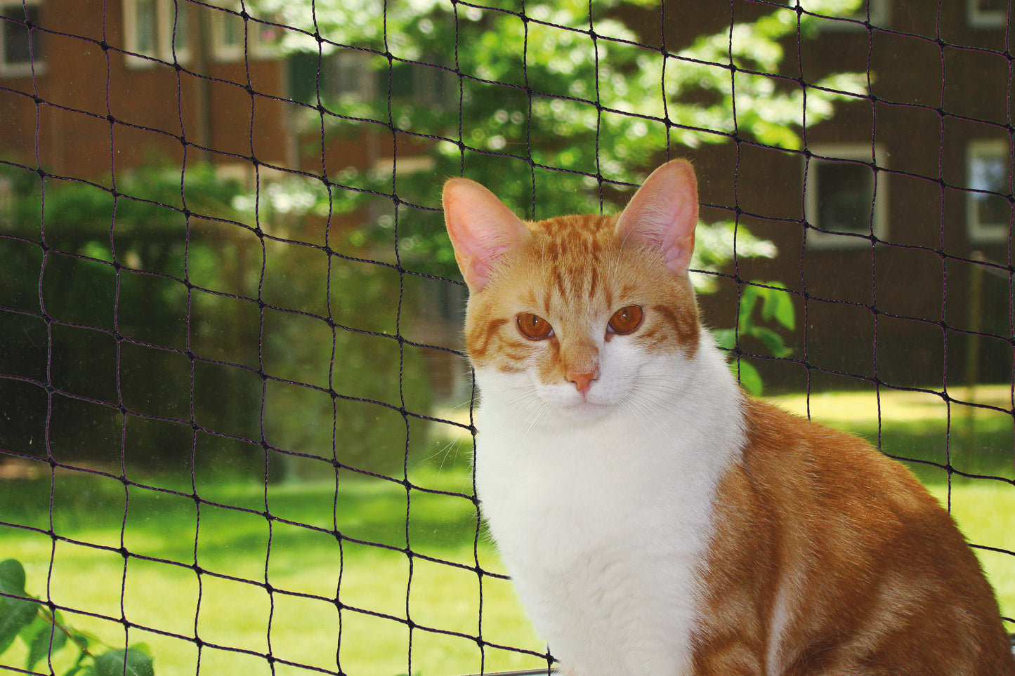 Katzenschutznetz