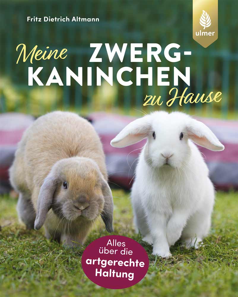 Mein Zwergkaninchen zu Hause