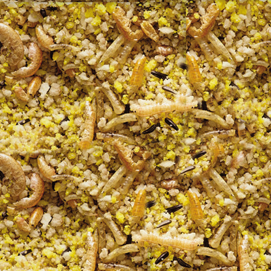 NutriBird Gold Crumble Exoten