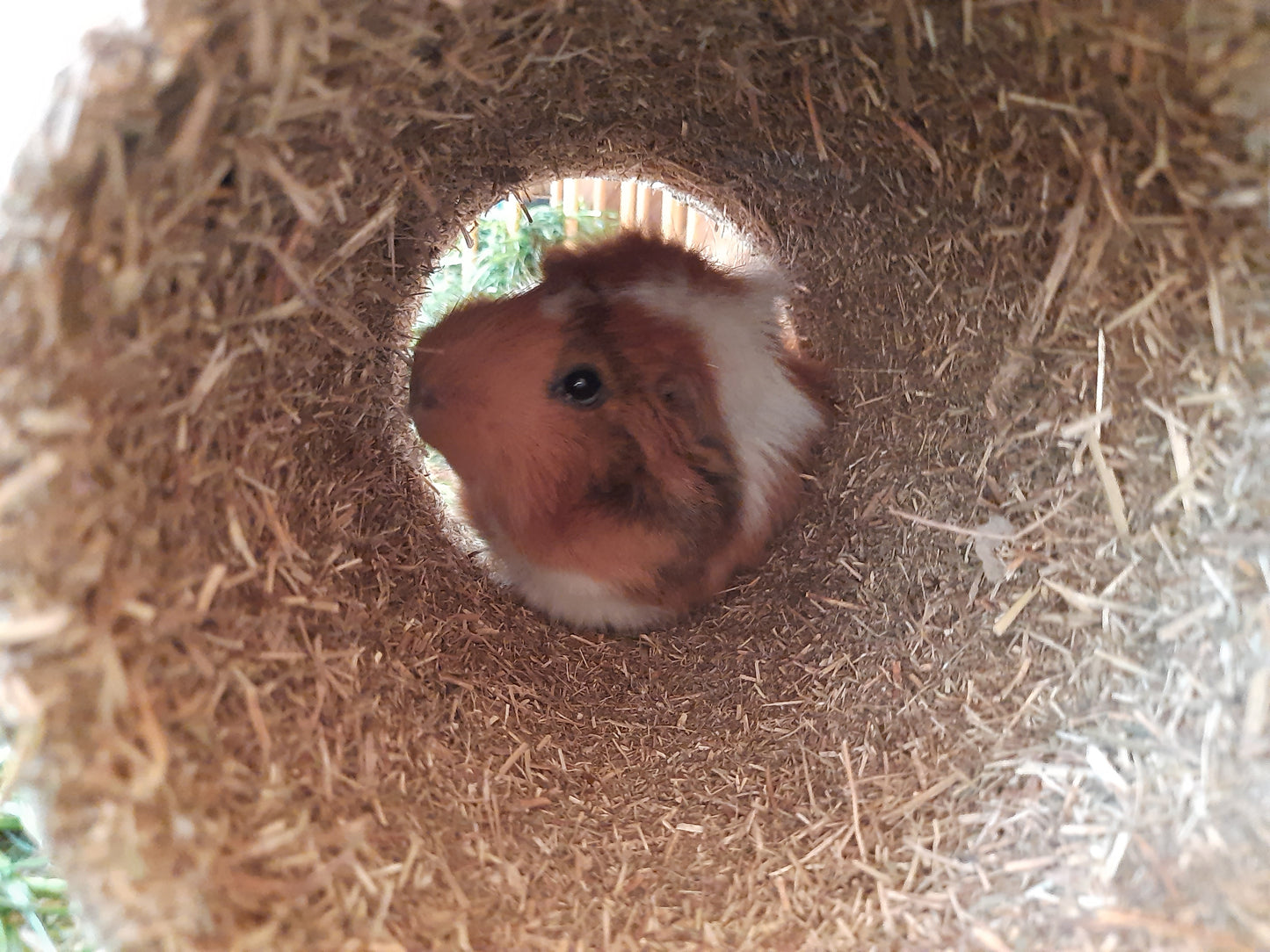 Alfalfa-Rolle
