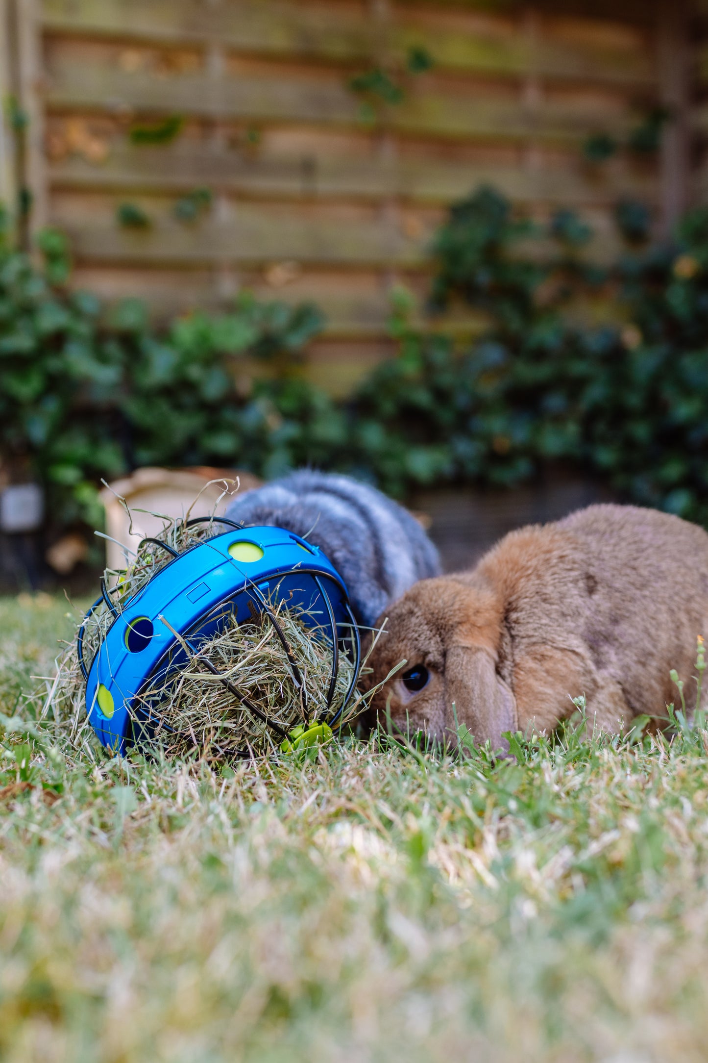 Futterspender "BUNNY TOY“