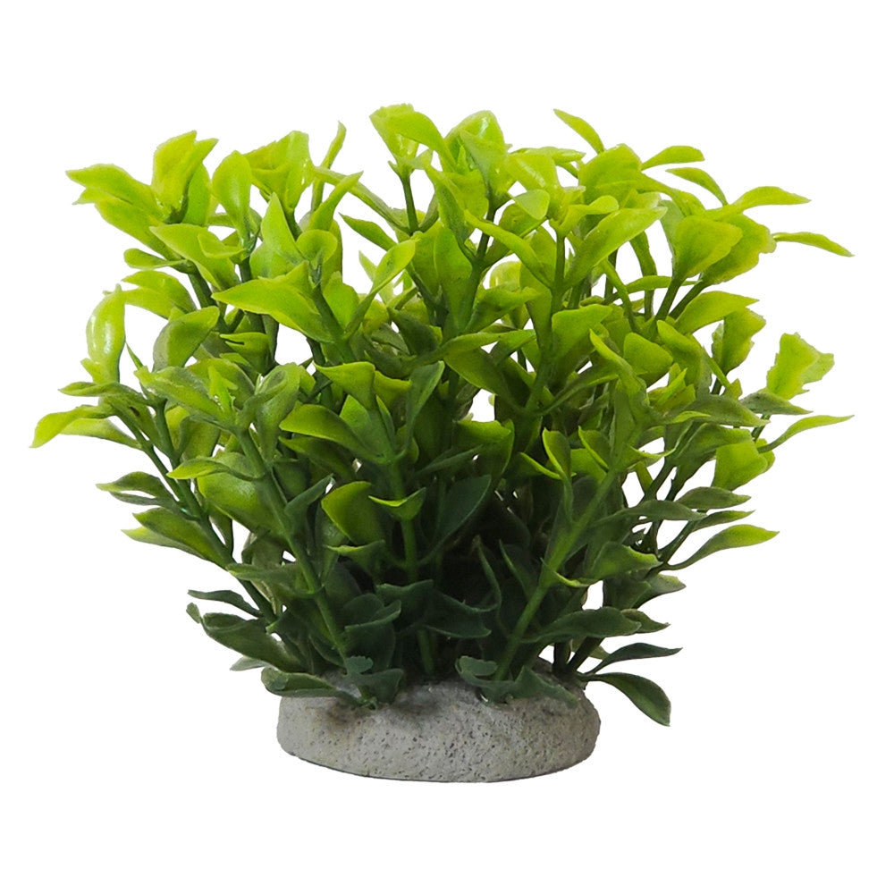 Aqua Ornaments "LUDWIGIA GRÜN"