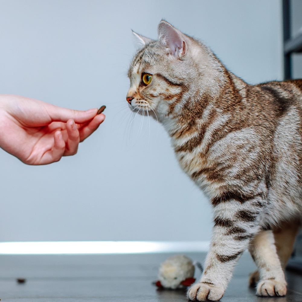 StarSnack Crushy Anti-Hairball