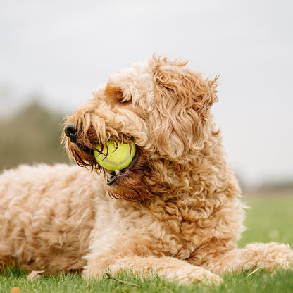 Tennisbälle