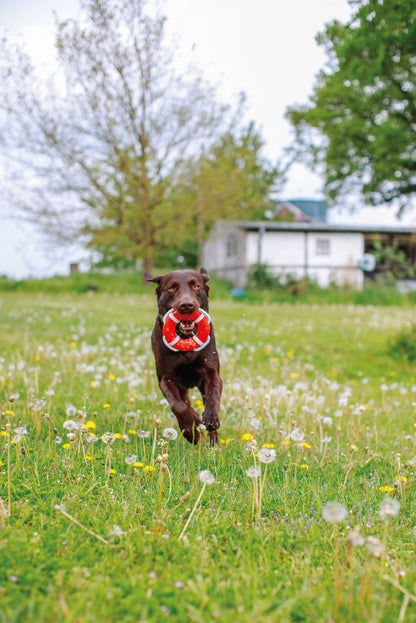 TPR Rettungsring, Lifeboard mit Seil