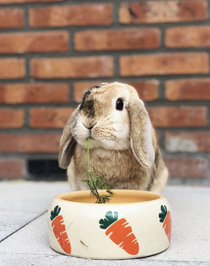 Keramik-Futtertröge und Schale „Carrot“