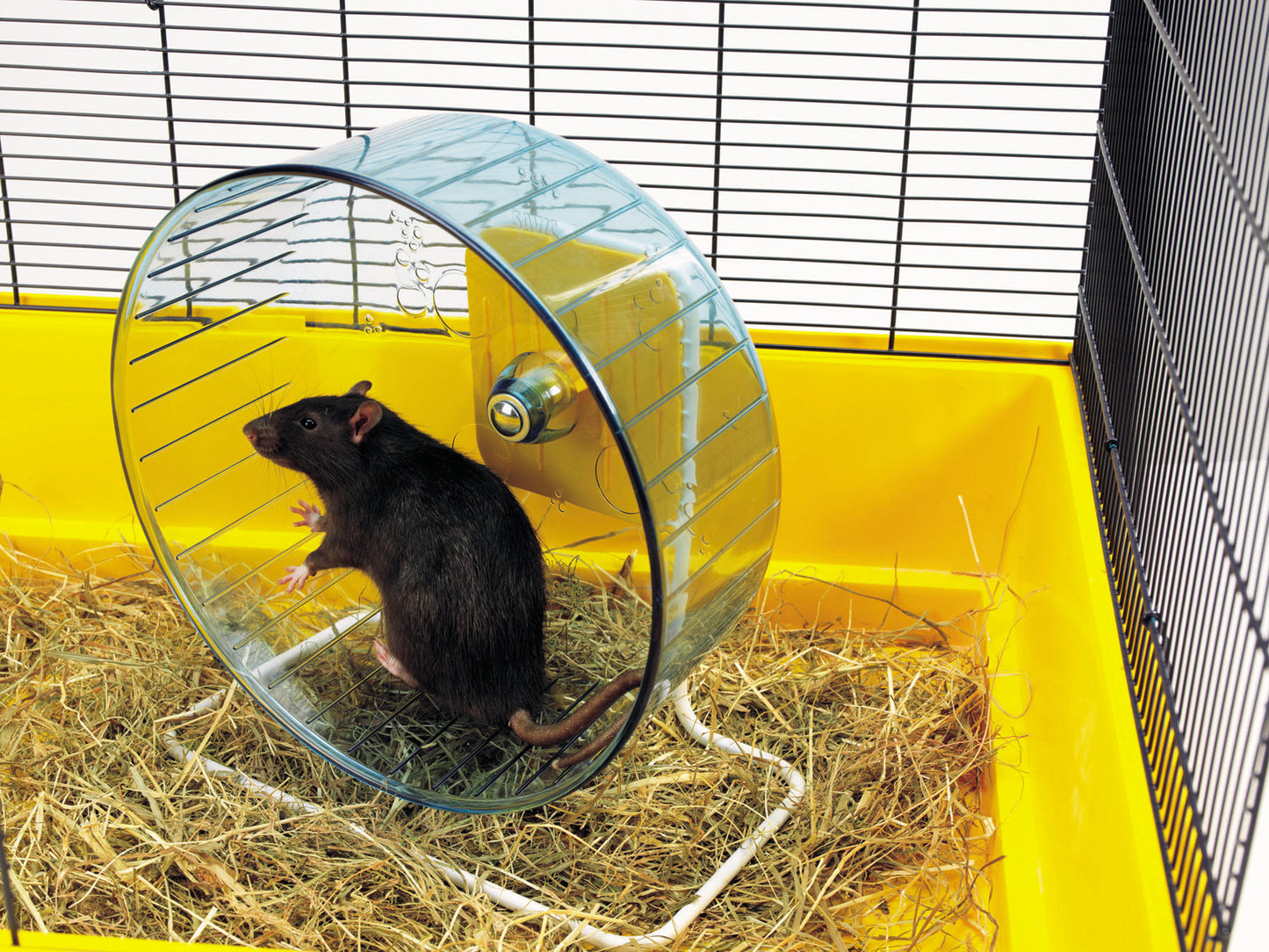 Hamsterrolle "Rolly Wheel"