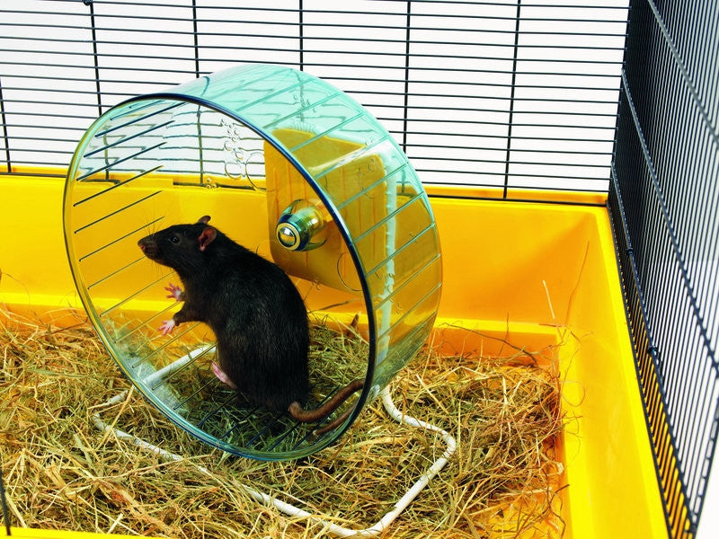 Hamsterrolle "Rolly Wheel"