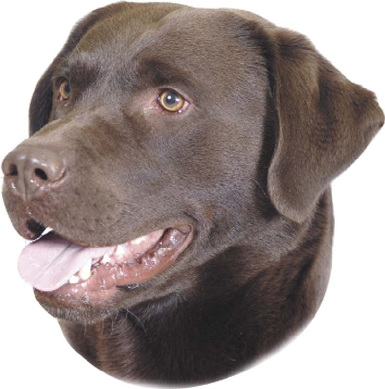 Aufkleber Labrador braun